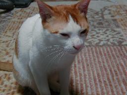 0804_gingaman.jpg