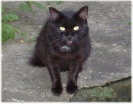 0812_kuro.jpg