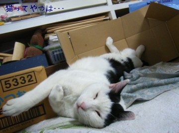 071225_horu.jpg
