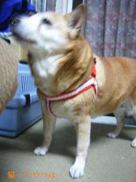 080102_ruru_1.jpg