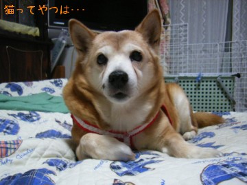 080102_ruru_2.jpg