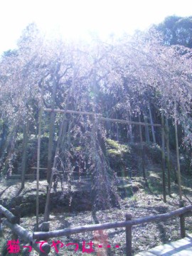 20100321_sakura.jpg