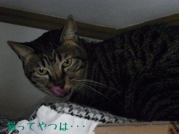20100604_kento.jpg