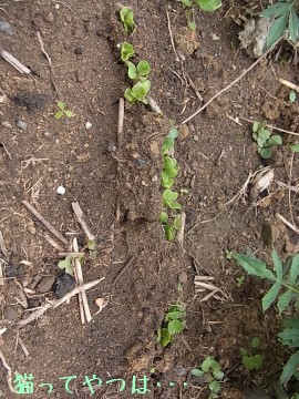 20100604_radish.jpg