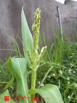 20100608_toukibi.jpg