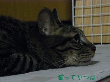 20100611_kento2.jpg