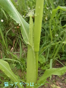 20100611_toukibi.jpg