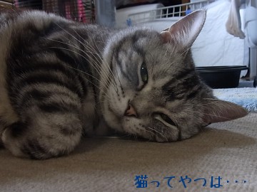 20100613_kiri.jpg