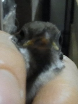 20100613_suzume.jpg
