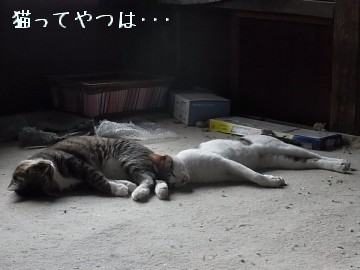 20100615_tsubasaryou.jpg