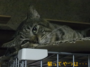 20100712_yukichi.jpg