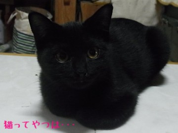 20101024_choco.jpg
