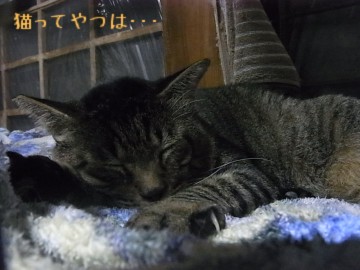 20101112_yukichi.jpg