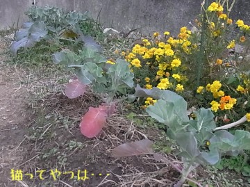20101127_broccoli.jpg