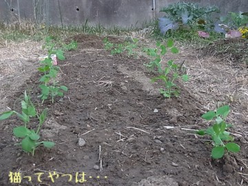 20101127_pees.jpg