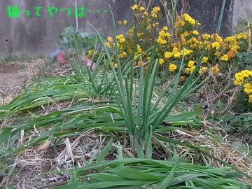 20101127_wakegi.jpg