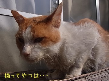 20101203_riki.jpg