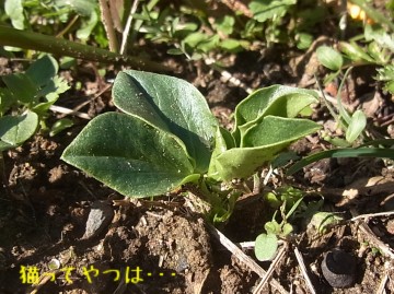 20101205_soramame.jpg