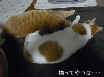 20101208_gintayui.jpg