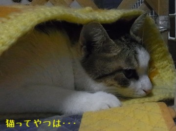 20101213_rara2.jpg