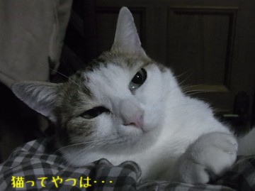 20101213_rara3.jpg