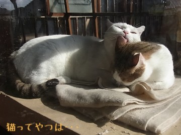 20101214_ruirara1.jpg