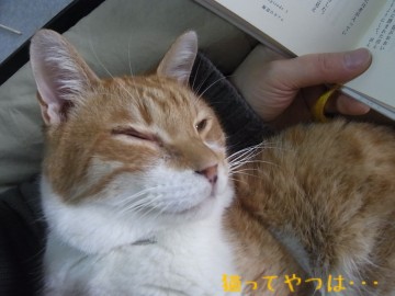 20101217_ren.jpg