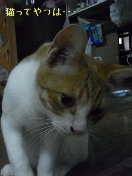 20110620_mousuke.jpg