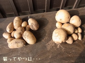 20100730_potato.jpg